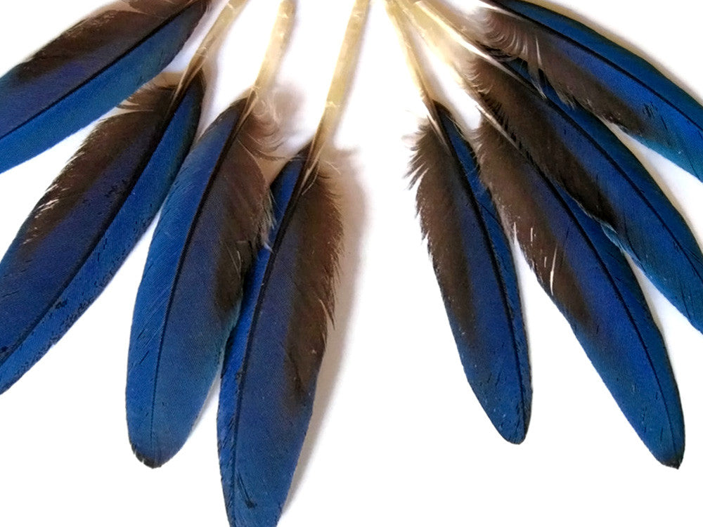 4 Pieces - Small Natural Blue Scarlet Macaw Wing Rare Feathers