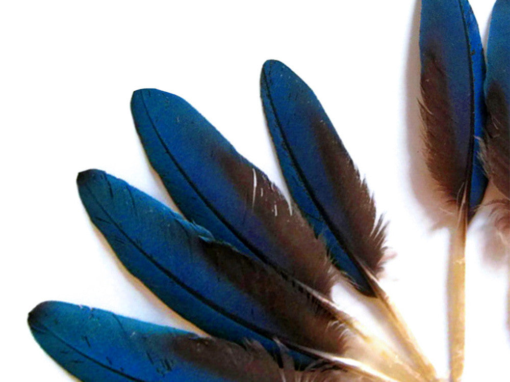 4 Pieces - Small Natural Blue Scarlet Macaw Wing Rare Feathers