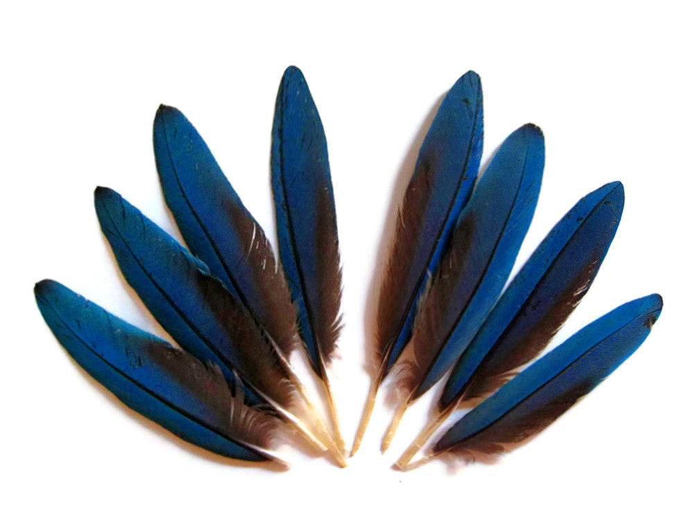 4 Pieces - Small Natural Blue Scarlet Macaw Wing Rare Feathers