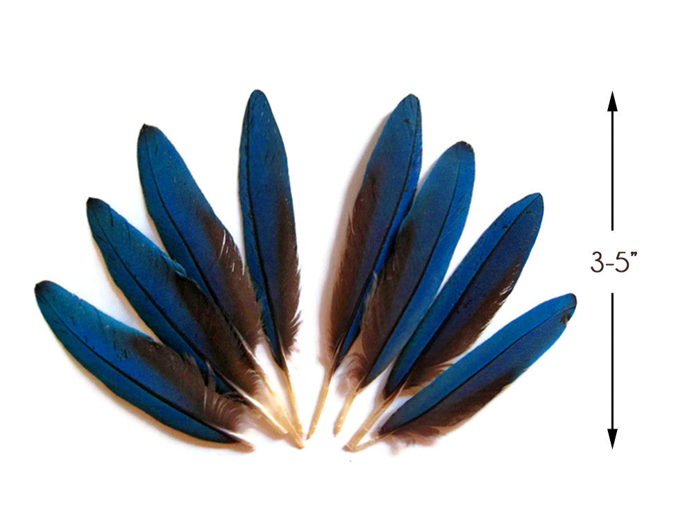 20 Inch Blue Macaw Tail Feather and two popular 13 Inch Macaw Wing Feathers