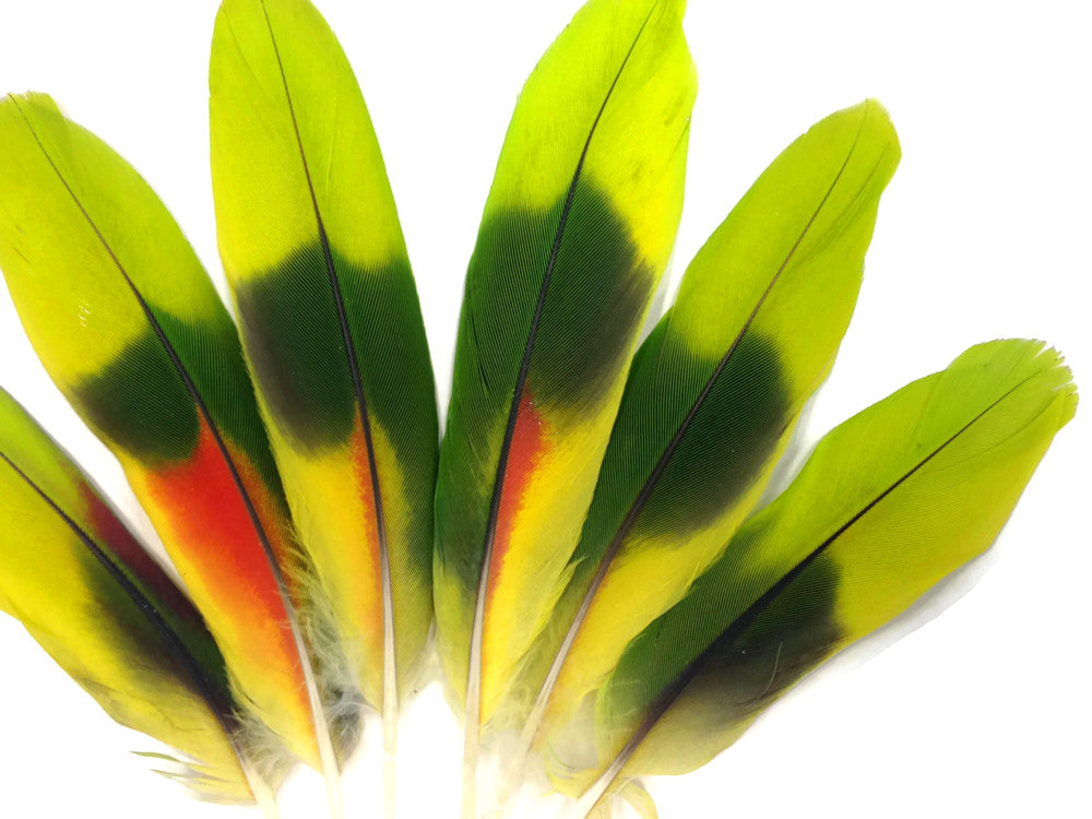 4 Pieces - Lime Green Red Amazon Parrot Wing Feathers - Rare-