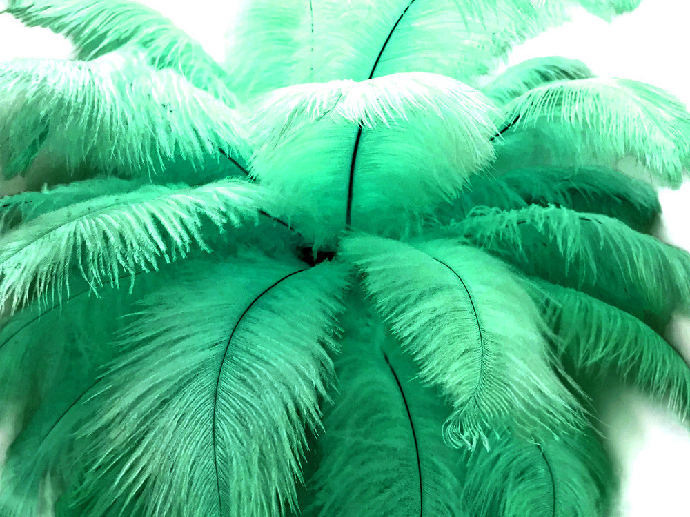 10 Pieces - 19-24" Aqua Green Ostrich Dyed Drabs Body Feathers