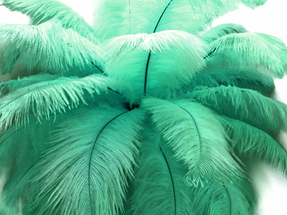 10 Pieces - 14-17" Aqua Green Ostrich Dyed Drab Body Feathers