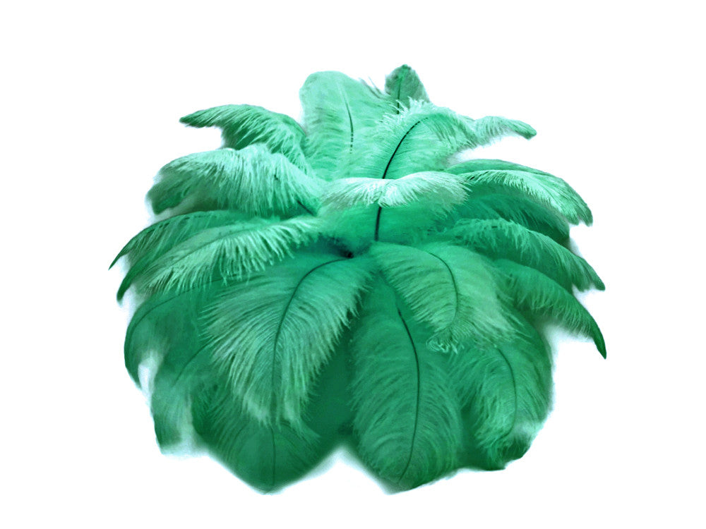 1/2 Lb. - 19-24" Aqua Green Ostrich Extra Long Drab Wholesale Feathers (Bulk)
