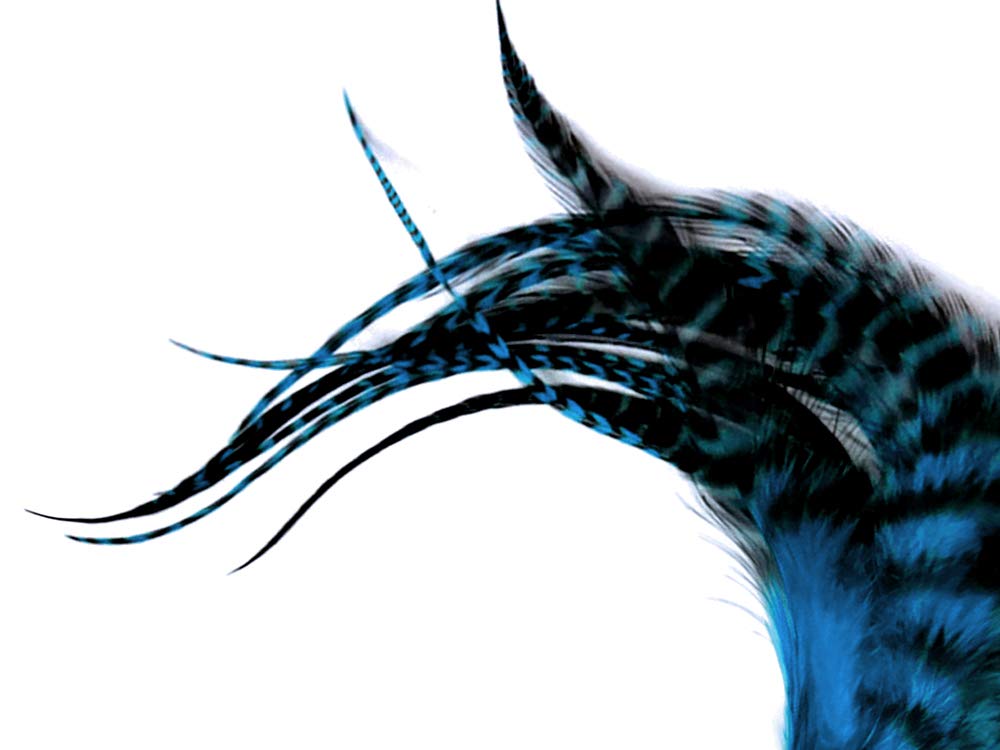 1 Dozen - Short Turquoise Blue Grizzly Rooster Hair Extension Feathers
