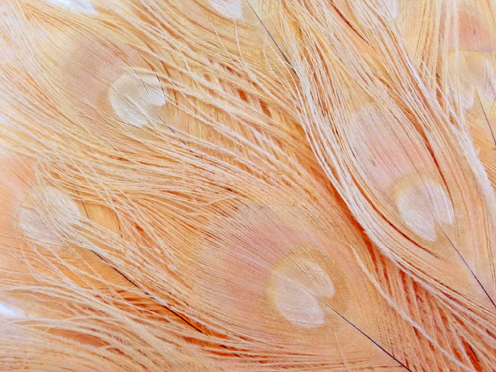 50 Pieces - Peach Pink Bleached And Dyed Peacock Tail Eye Wholesale Feathers (Bulk)