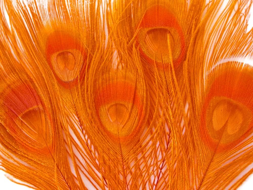 50 Pieces – Orange Bleached & Dyed Peacock Tail Eye Wholesale Feathers (Bulk) 10-12” Long