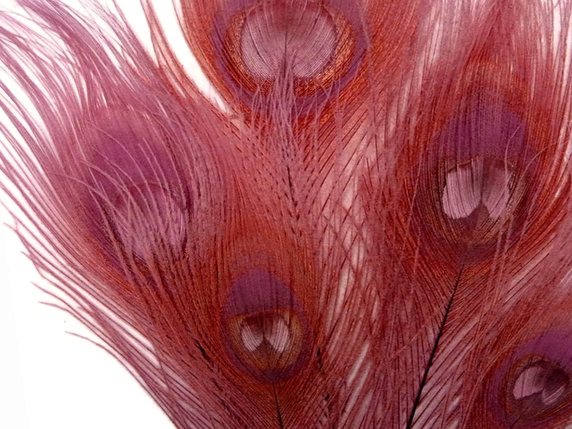 50 Pieces – Taupe Bleached & Dyed Peacock Tail Eye Wholesale Feathers (Bulk) 10-12” Long