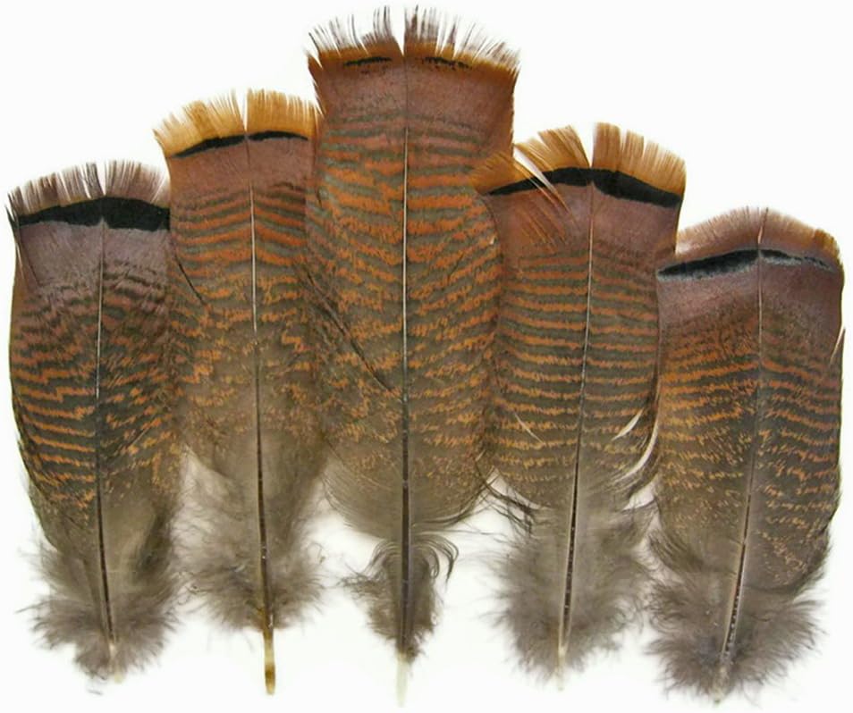 5 Pieces - Big Natural Brown Wild Barred Turkey Flat Tail Feathers