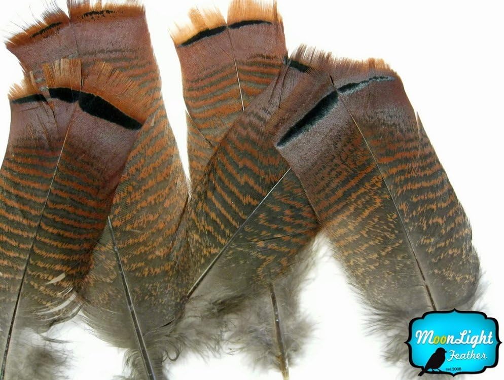 5 Pieces - Big Natural Brown Wild Barred Turkey Flat Tail Feathers