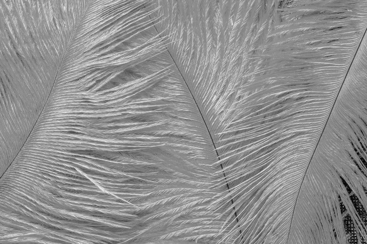 10 Pieces - 6-8" Silver Gray Ostrich Dyed Drabs Body Feathers