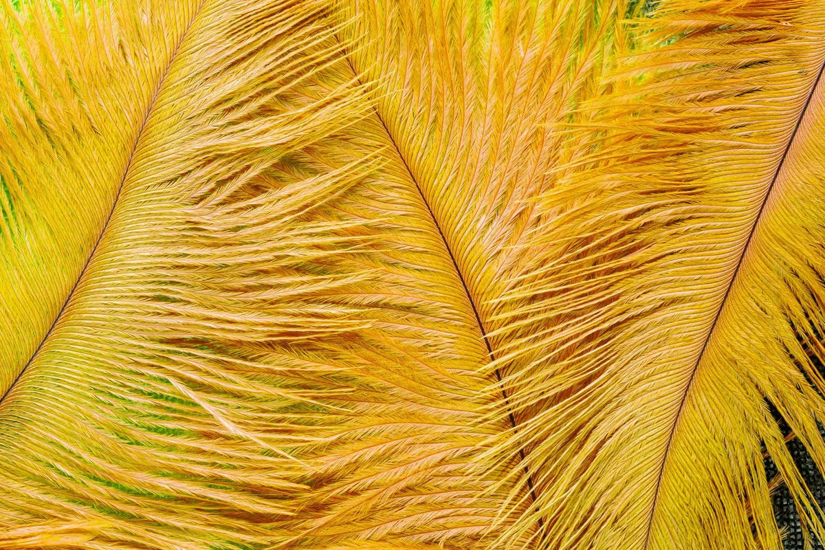 1/2 Lb. - 19-24" Golden Yellow Ostrich Extra Long Drab Wholesale Feathers (Bulk)