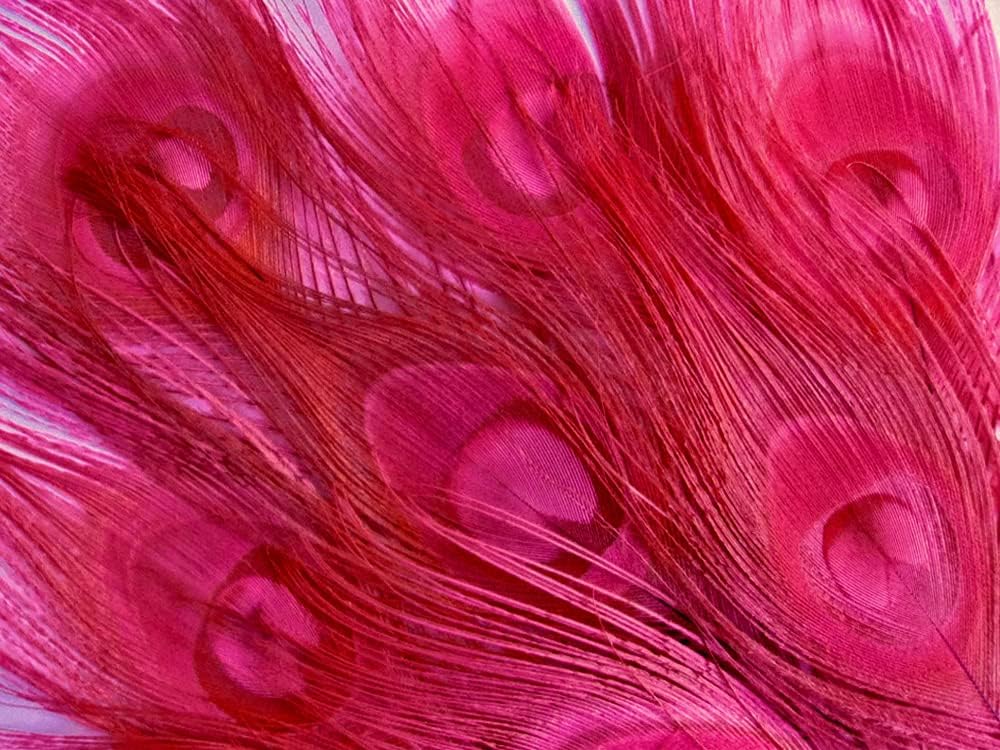 50 Pieces - 30-35" Hot Pink Dyed Over Natural Long Peacock Tail Eye Wholesale Feathers (Bulk)