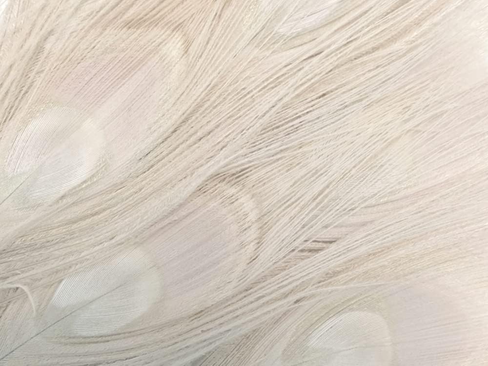 100 Pieces - Ivory Bleached Peacock Tail Eye Wholesale Feathers 10-12" Long (Bulk)