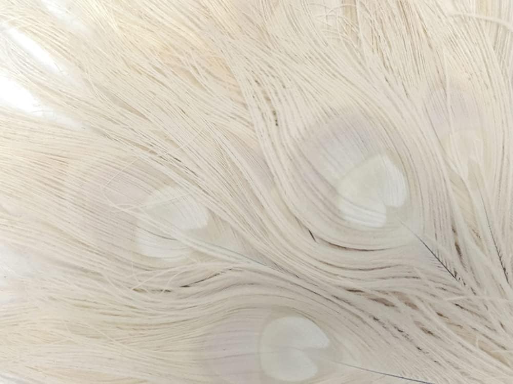 100 Pieces - Ivory Bleached Peacock Tail Eye Wholesale Feathers 10-12" Long (Bulk)