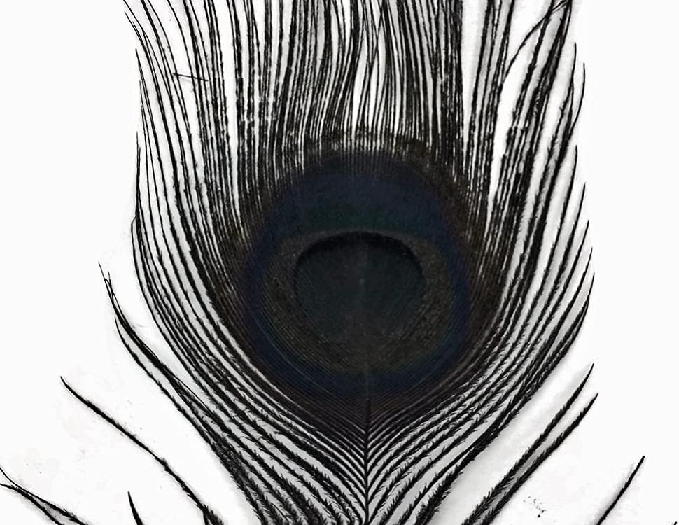 50 Pieces – Black Bleached & Dyed Peacock Tail Eye Wholesale Feathers (Bulk) 10-12” Long