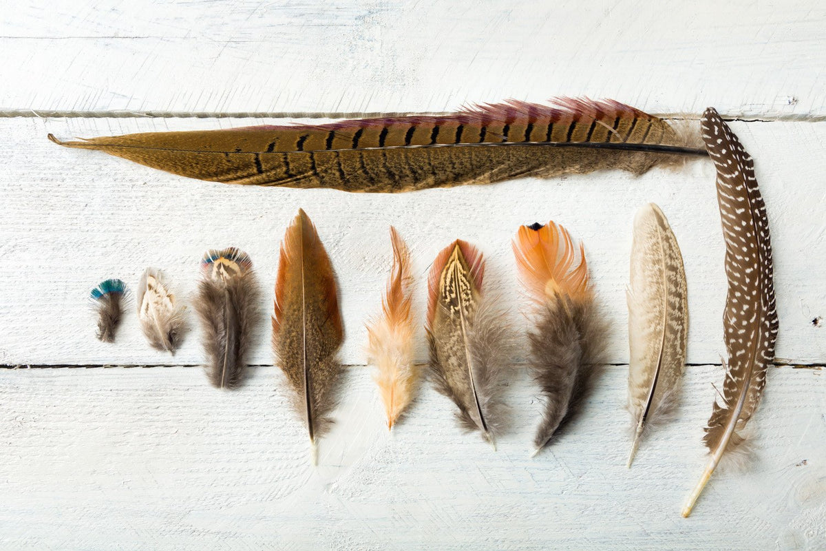 10 Pieces - 14-16" Natural Long Ringneck Pheasant Tail Feathers