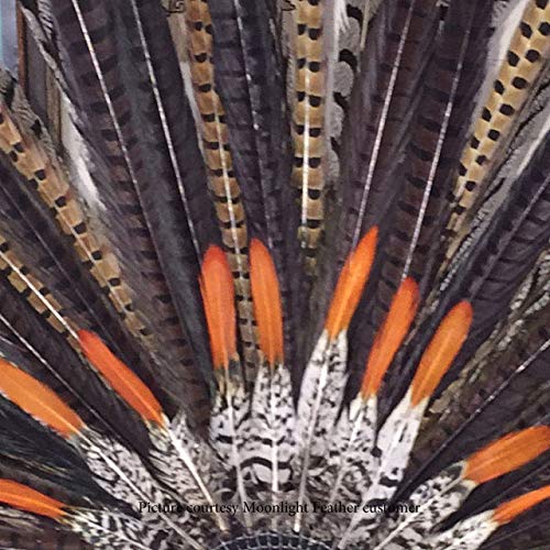 10 Pieces - 14-16" Natural Long Ringneck Pheasant Tail Feathers