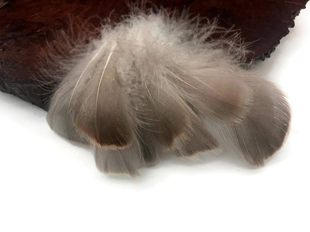 1 Pack - 2-3" Brown Goose Coquille Loose Feathers - 0.35 Oz.