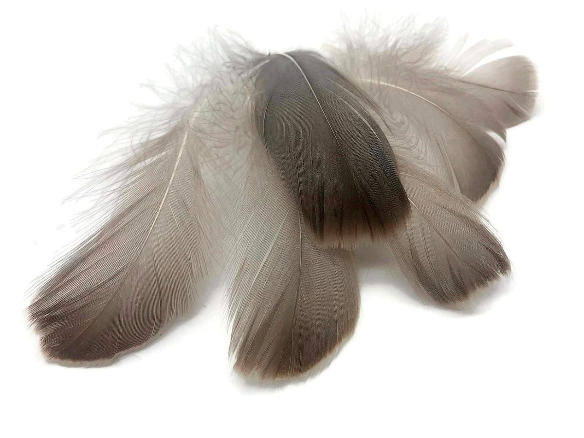 1 Pack - 2-3" Natural Brown Goose Coquille Loose Feathers - 0.35 Oz.