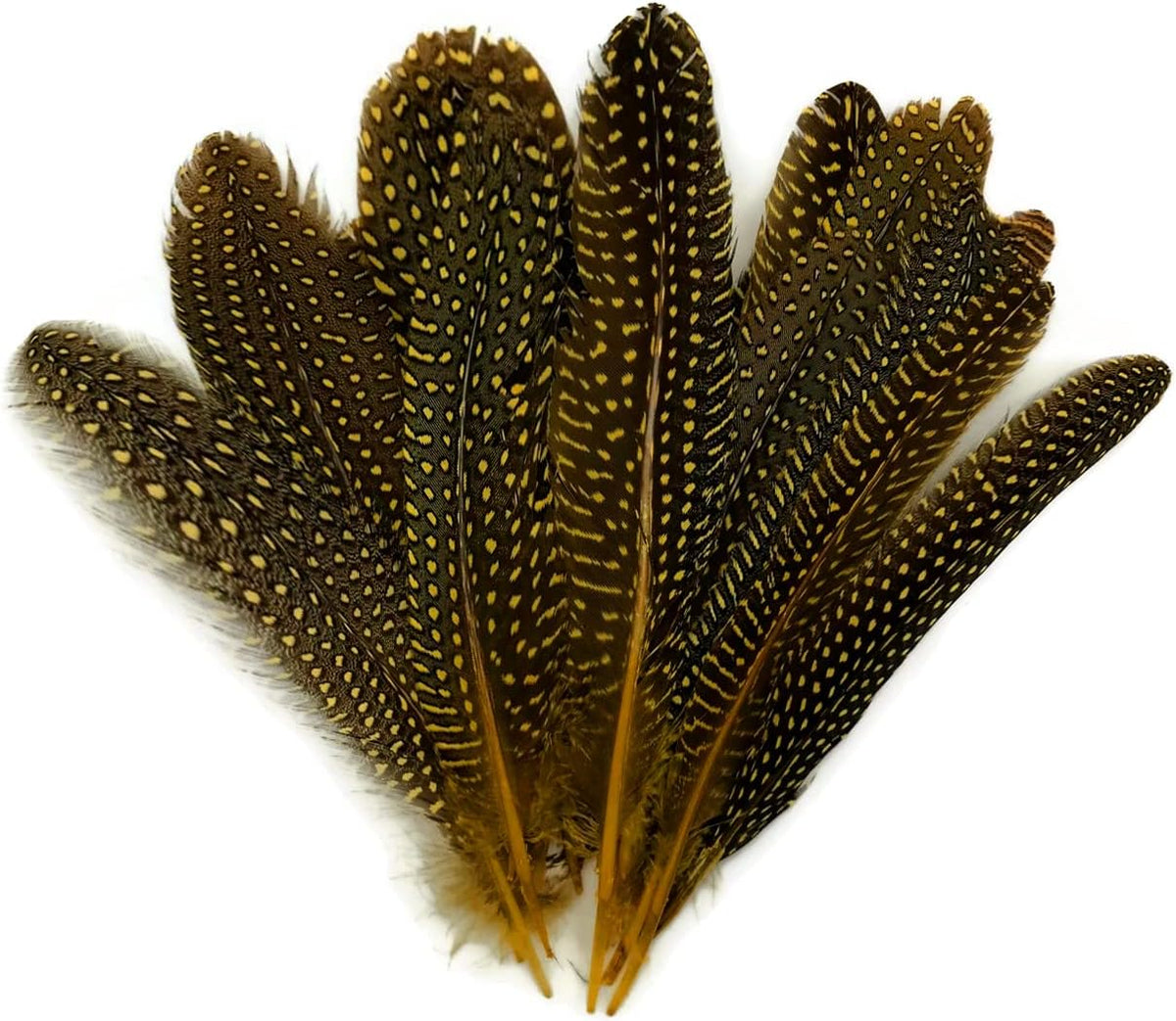 1/8 lb. Yellow Polka Dot Guinea Fowl Wing Quills Wholesale Feathers (Bulk)