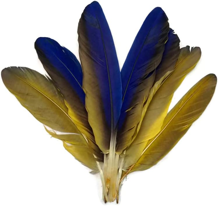 4 Pieces - Iridescent Blue and Yellow Catalina Macaw Wing Quill Feathers -Rare-