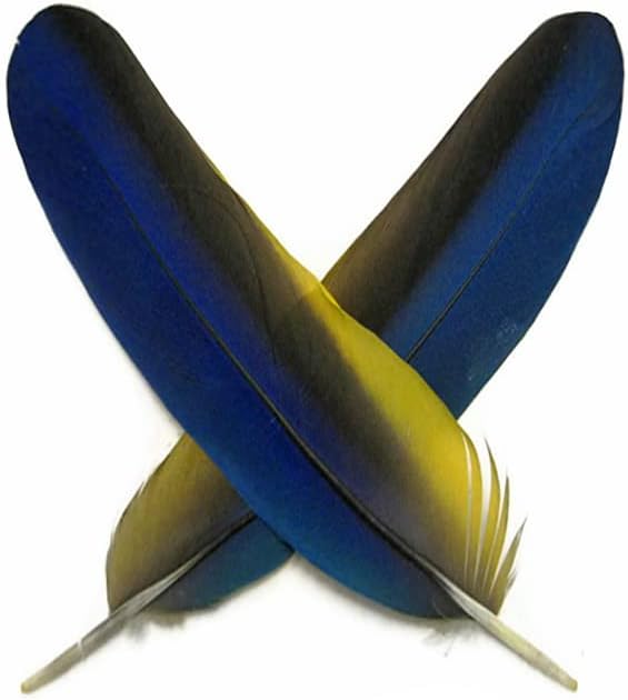 4 Pieces - Iridescent Blue and Yellow Catalina Macaw Wing Quill Feathers -Rare-