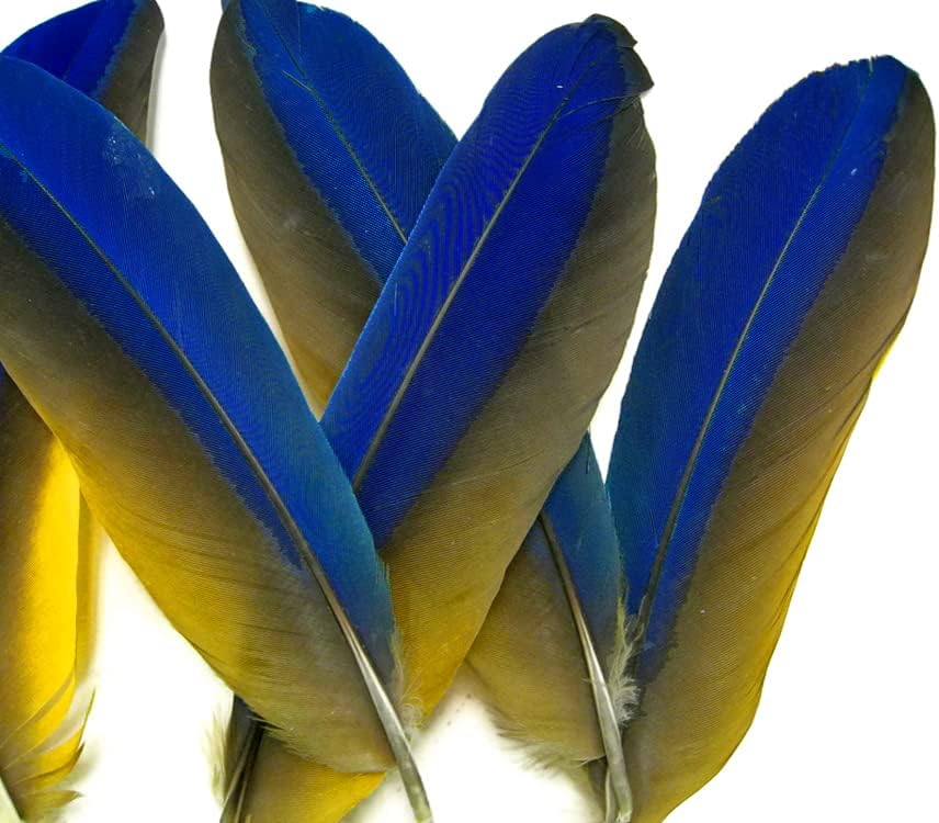 4 Pieces - Iridescent Blue and Yellow Catalina Macaw Wing Quill Feathers -Rare-