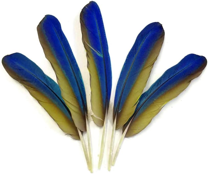 4 Pieces - Iridescent Blue and Yellow Catalina Macaw Wing Quill Feathers -Rare-