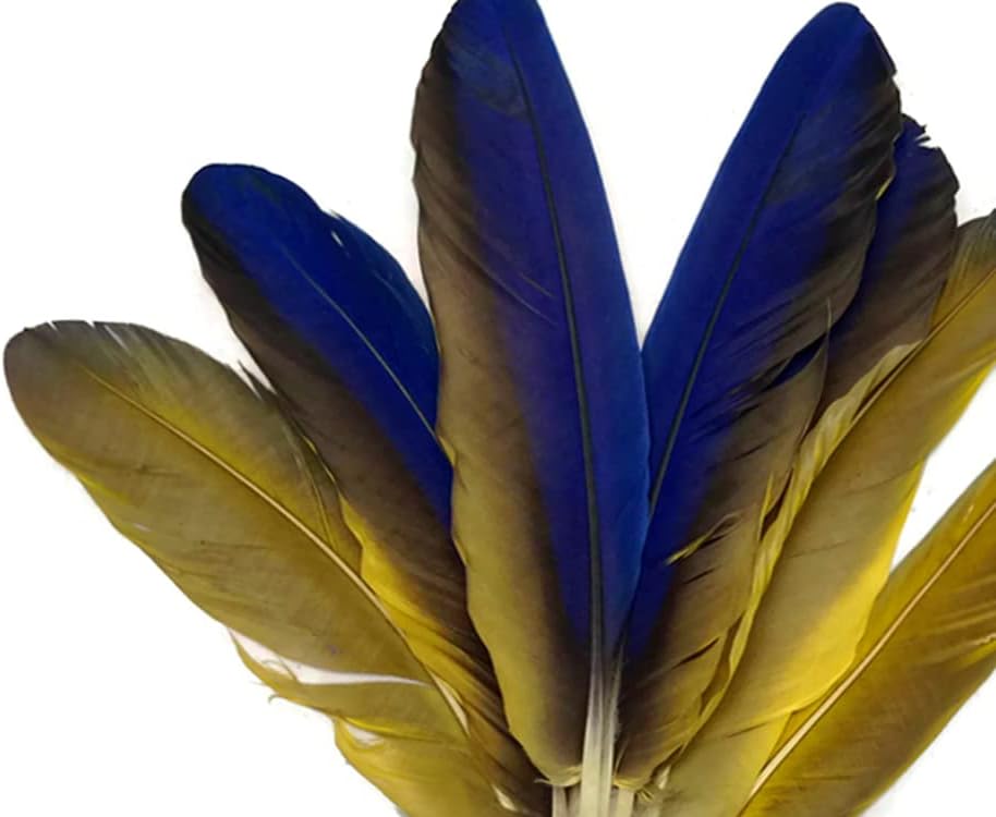 4 Pieces - Iridescent Blue and Yellow Catalina Macaw Wing Quill Feathers -Rare-