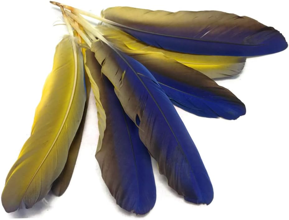 4 Pieces - Iridescent Blue and Yellow Catalina Macaw Wing Quill Feathers -Rare-