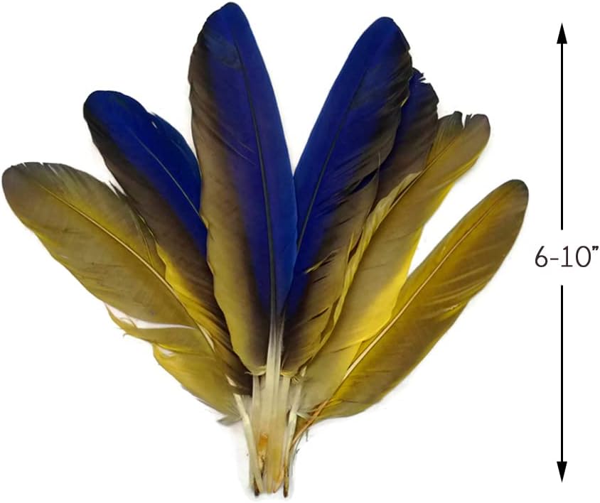 4 Pieces - Iridescent Blue and Yellow Catalina Macaw Wing Quill Feathers -Rare-