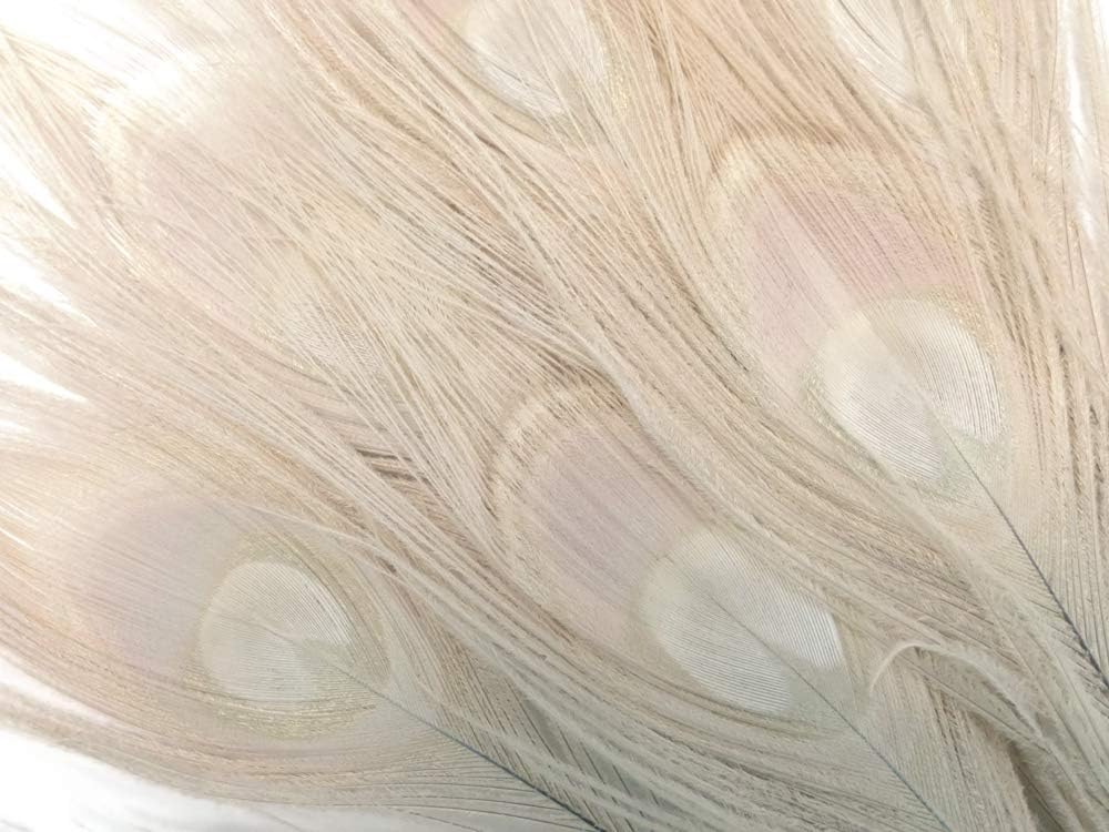 50 Pieces - 30-35" Bleached Ivory Peacock Tail Eye Wholesale Feathers (Bulk)
