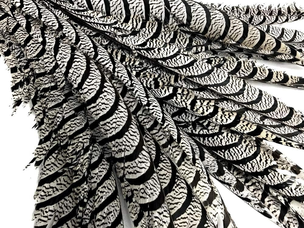 10 Pieces - 30-35" Natural Zebra Black And White Lady Amherst Pheasant Tail Super Long Feathers