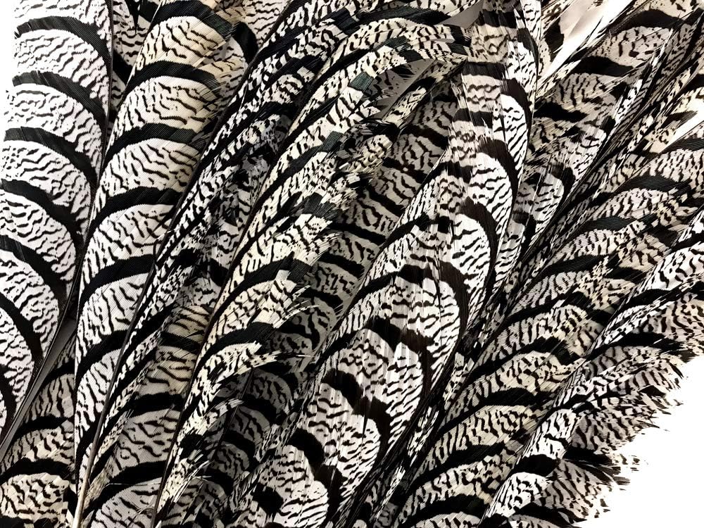 10 Pieces - 30-35" Natural Zebra Black And White Lady Amherst Pheasant Tail Super Long Feathers