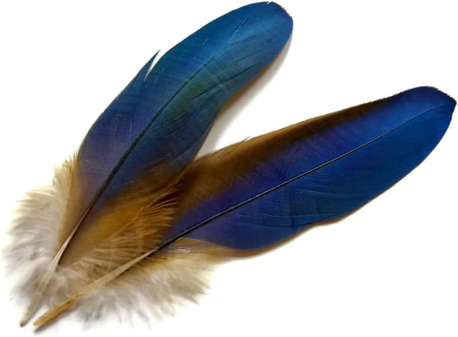 4 Pieces - Blue Greenwing Macaw Small Wing Feathers - Rare -