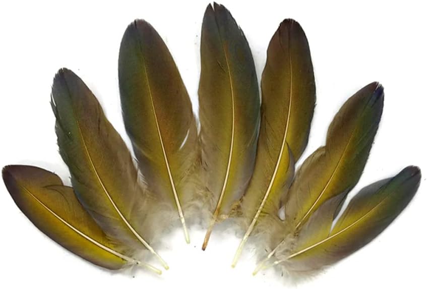 4 Pieces - Blue Greenwing Macaw Small Wing Feathers - Rare -