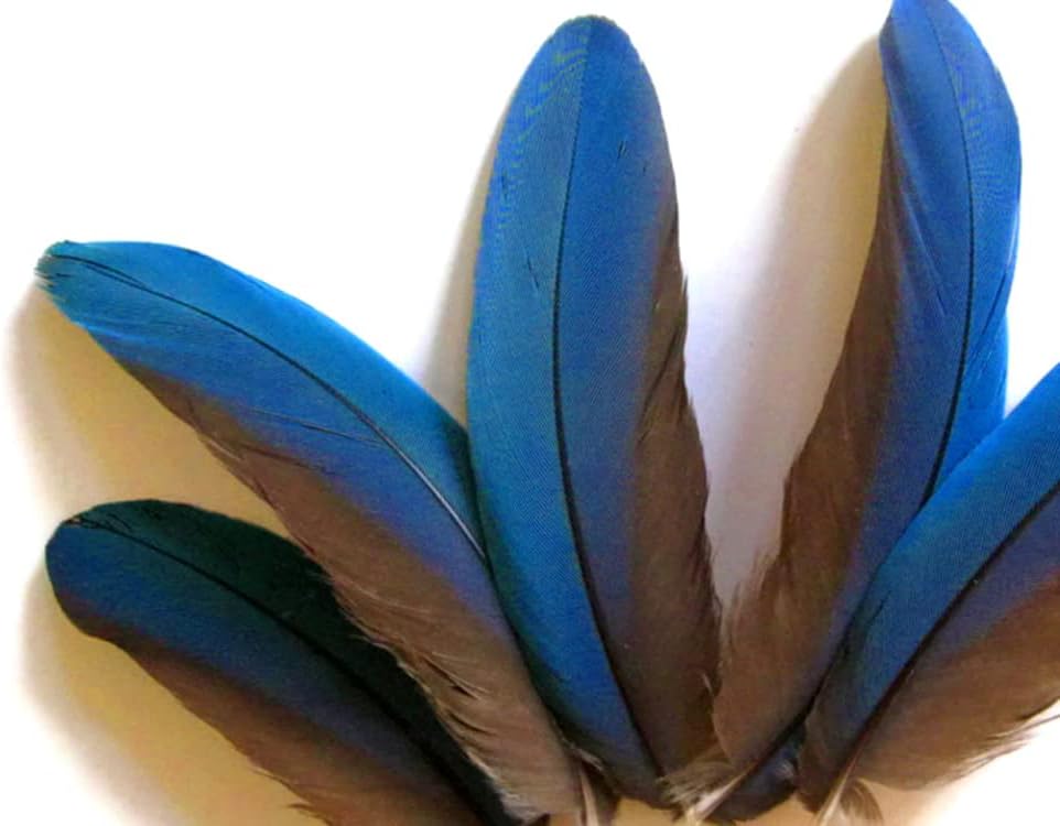 4 Pieces - Blue Greenwing Macaw Small Wing Feathers - Rare -