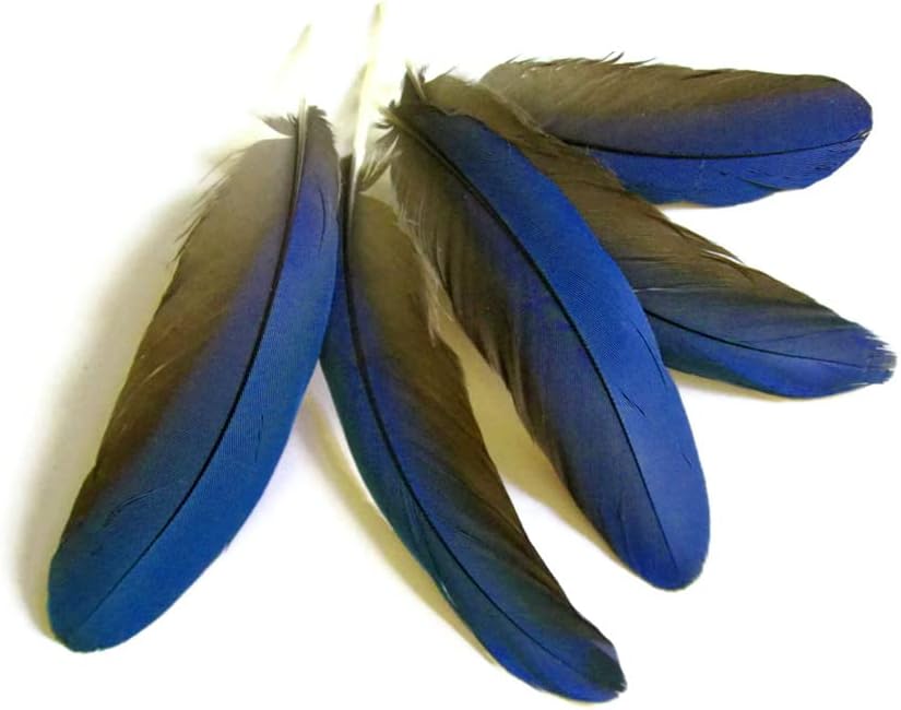 4 Pieces - Blue Greenwing Macaw Small Wing Feathers - Rare -