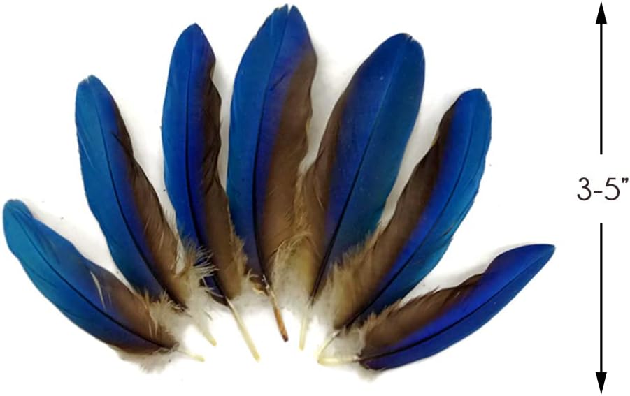4 Pieces - Blue Greenwing Macaw Small Wing Feathers - Rare -