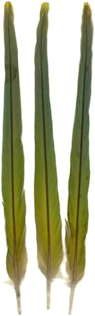 3 Pieces - Fancy Parakeet Tail Feathers Cruelty Free Ethically Sourced Feathers - Rare