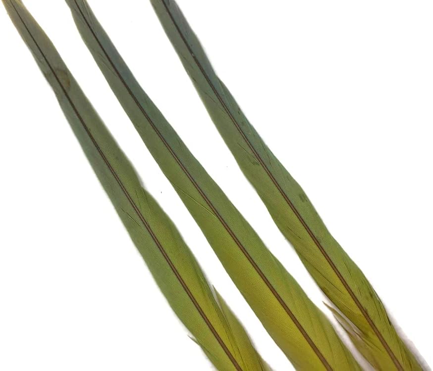 3 Pieces - Fancy Parakeet Tail Feathers Cruelty Free Ethically Sourced Feathers - Rare