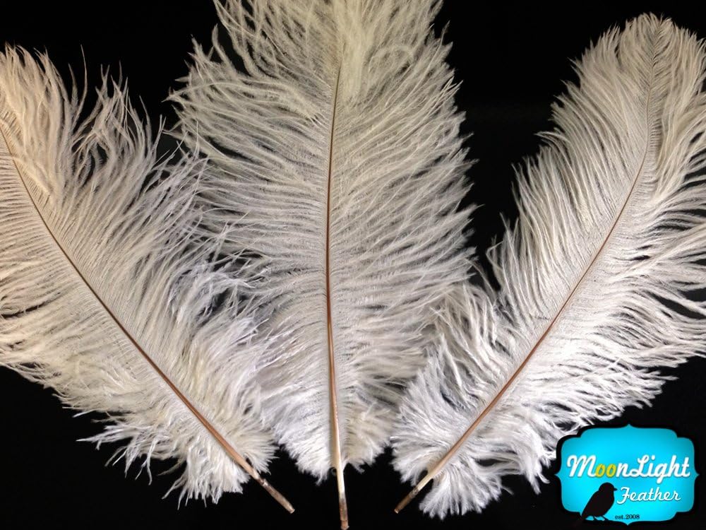 100 Pieces - 11-13" Off White Ostrich Drabs Wholesale Body Feathers (Bulk)