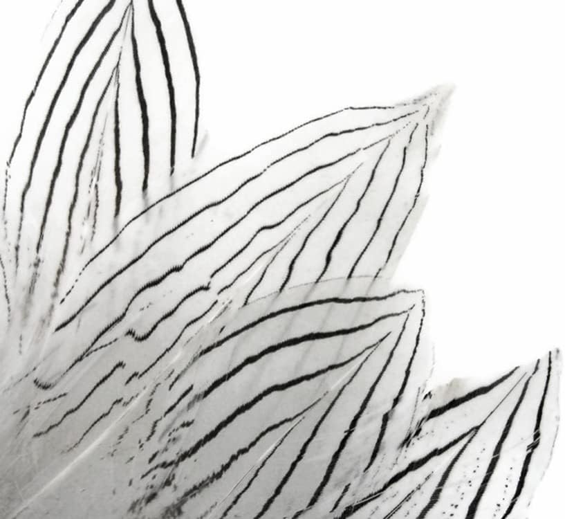 6 Pieces - Large Natural White Silver Pheasant Barred Plumage Feathers