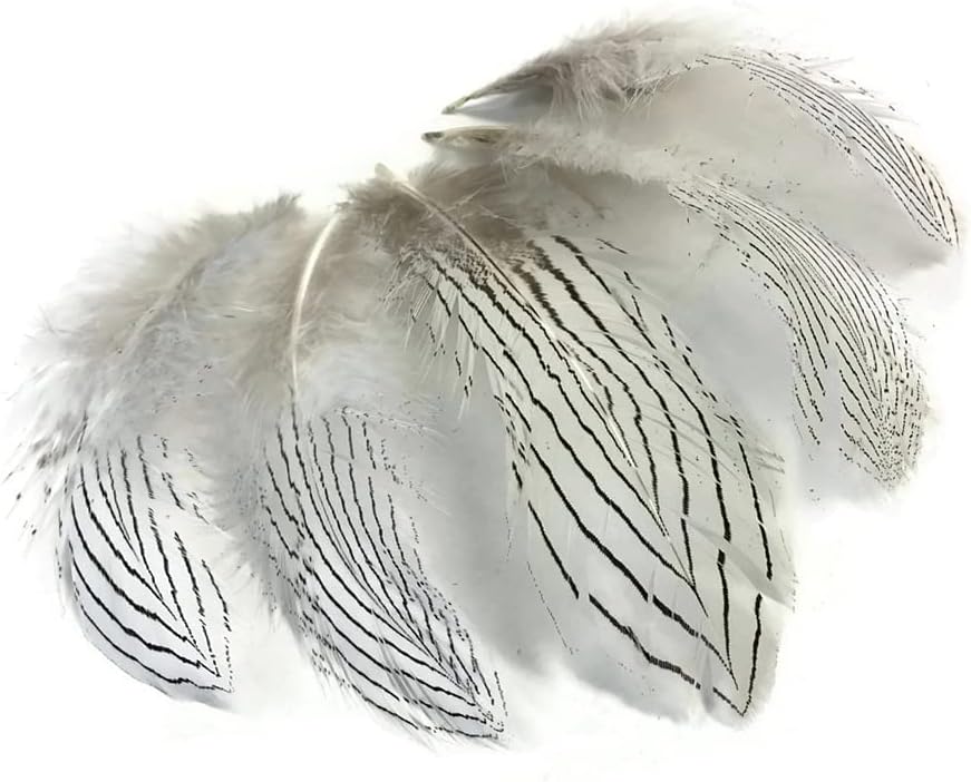 6 Pieces - Large Natural White Silver Pheasant Barred Plumage Feathers