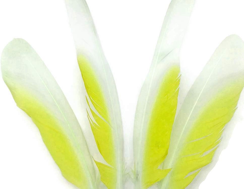 4 Pieces - White And Yellow Sulphur-Crested Cockatoo Wing Feather -Rare-