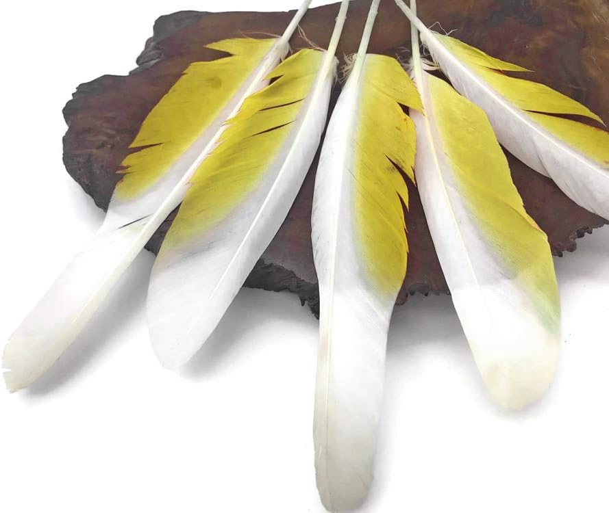 4 Pieces - White And Yellow Sulphur-Crested Cockatoo Wing Feather -Rare-