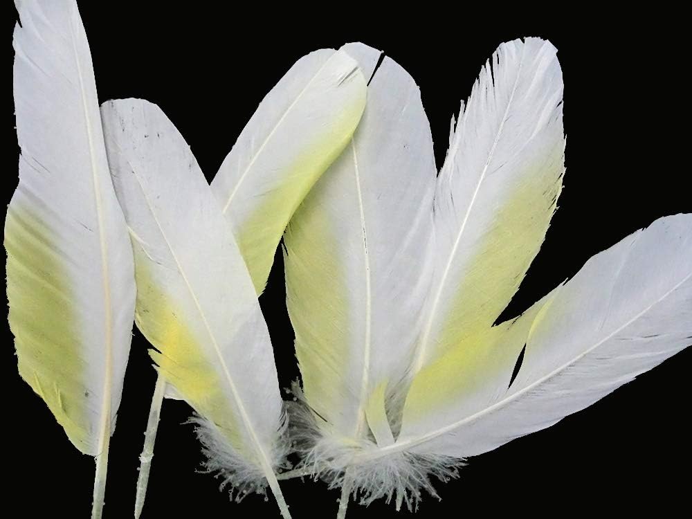 4 Pieces - White And Yellow Sulphur-Crested Cockatoo Wing Feather -Rare-