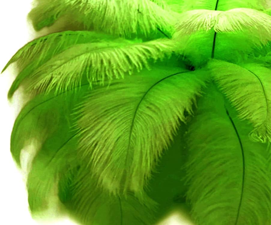 10 Pieces - 11-13" Lime Green Bleached & Dyed Ostrich Drabs Body Feathers