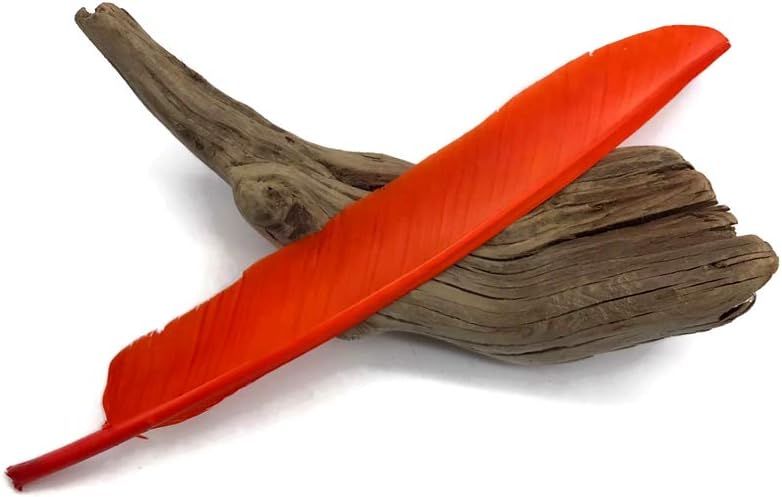 6 Pieces - Orange Turkey Pointers Primary Wing Quill Large Feathers